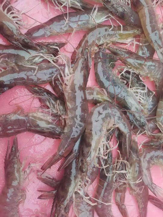 广东省·阳江市·阳西县海元农业科技有限公司