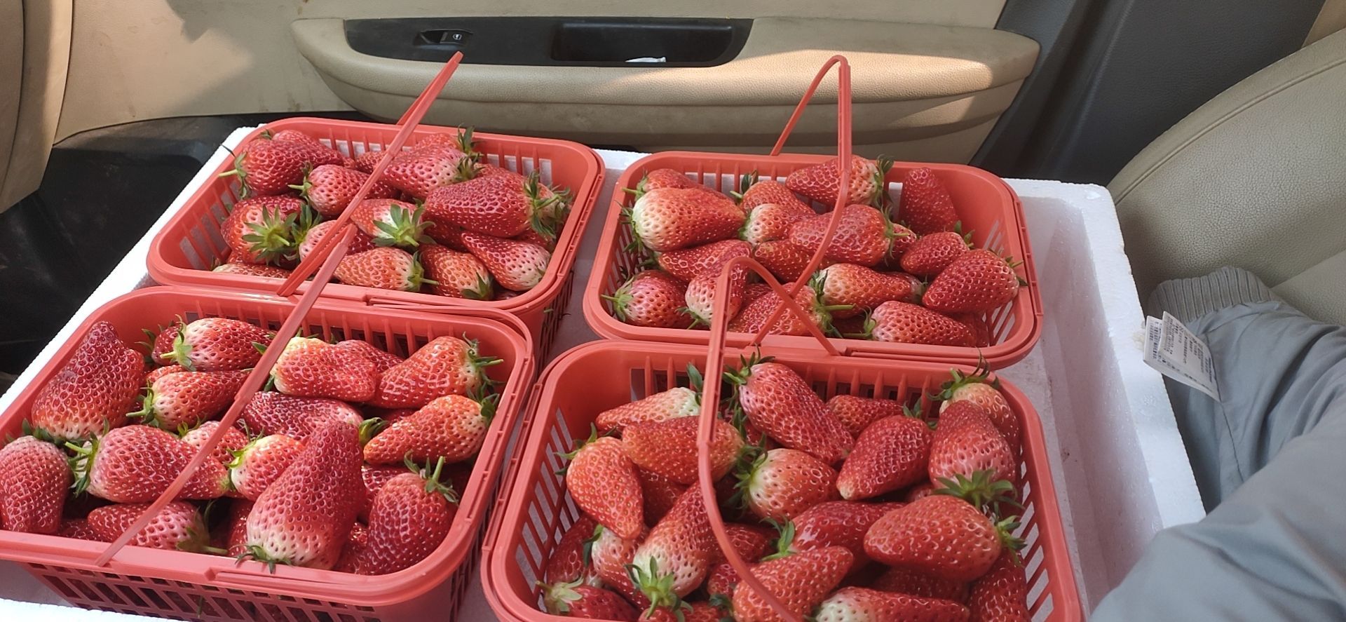 思田草莓樱桃园