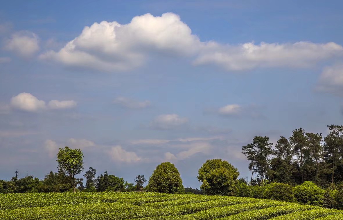 成佳茶叶休闲旅游区