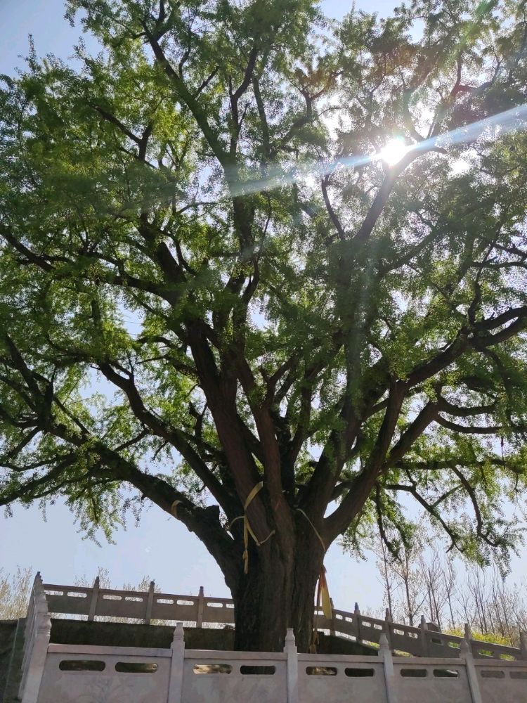 妆头村白果树景区