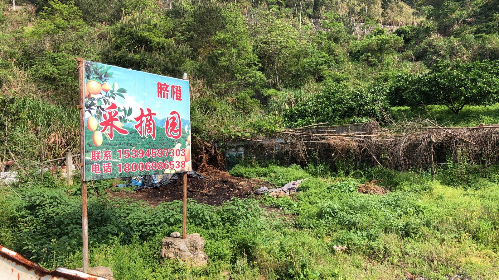 洋中荣芳脐橙采摘园