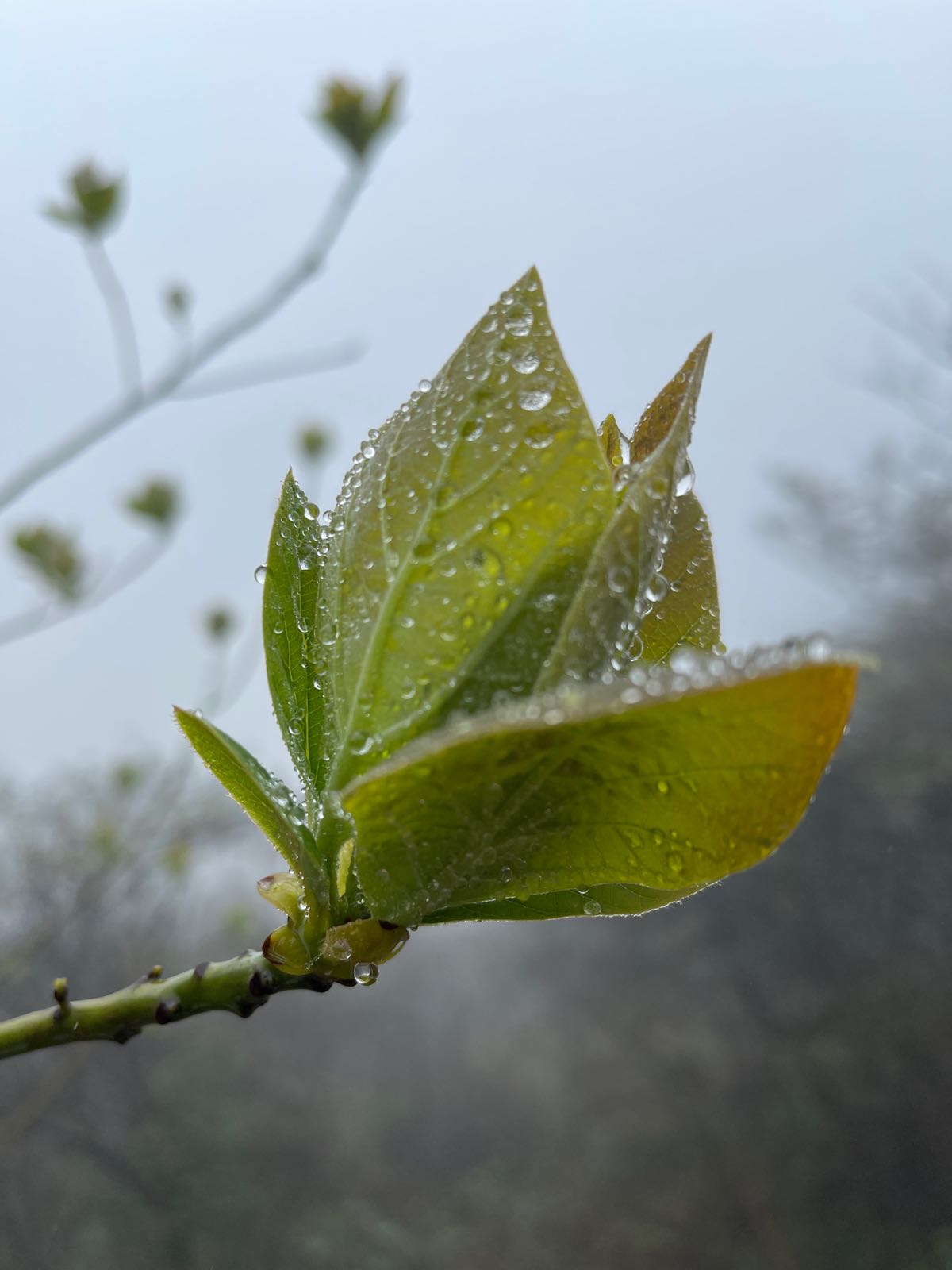 大幕山红杜鹃