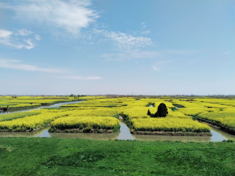 水上油菜花