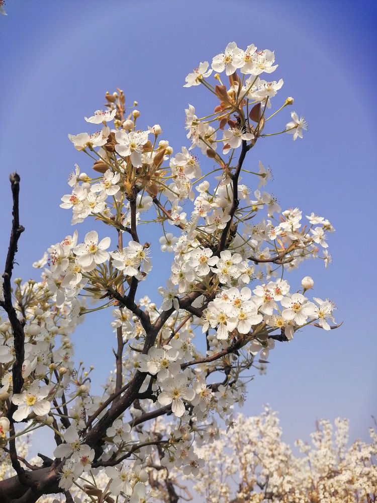 雄关御道古淀梨湾