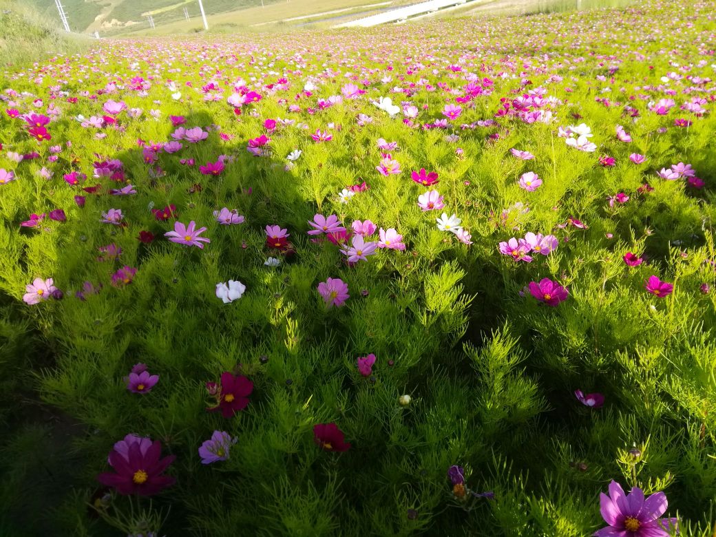 甘肃省甘南藏族自治州夏河县G213(兰磨线)