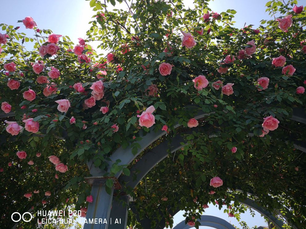 上海植物园-月季园
