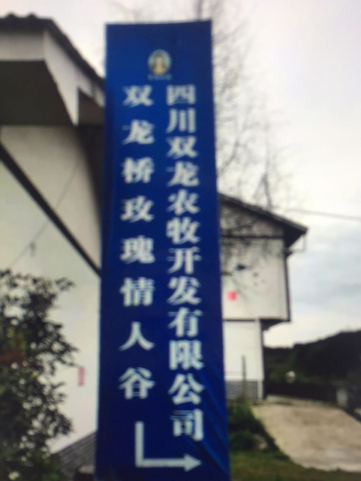 双龙桥村玫瑰情人谷