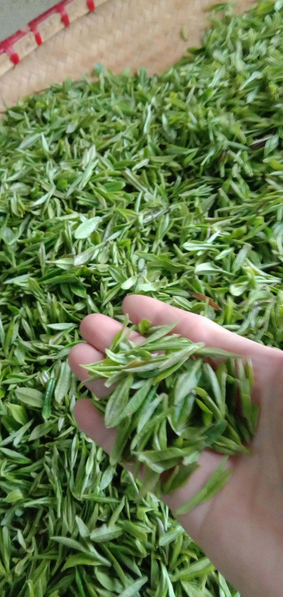 佛山红骏茶业