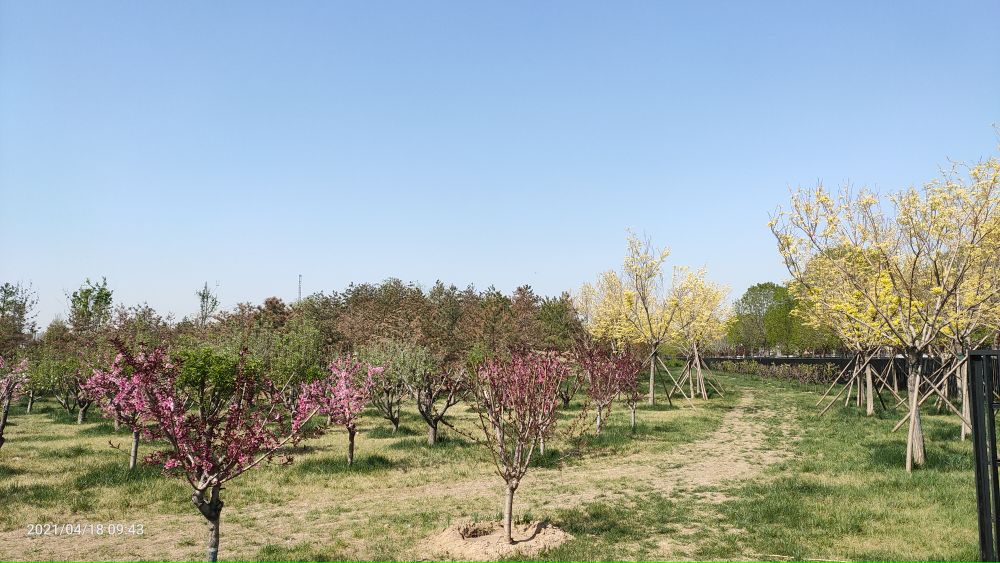 朝阳公园