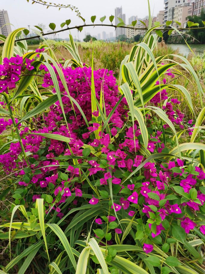 河滩公园_惠州_百度地图