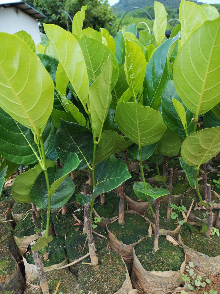 白沙大岭农场廉江华果苗场