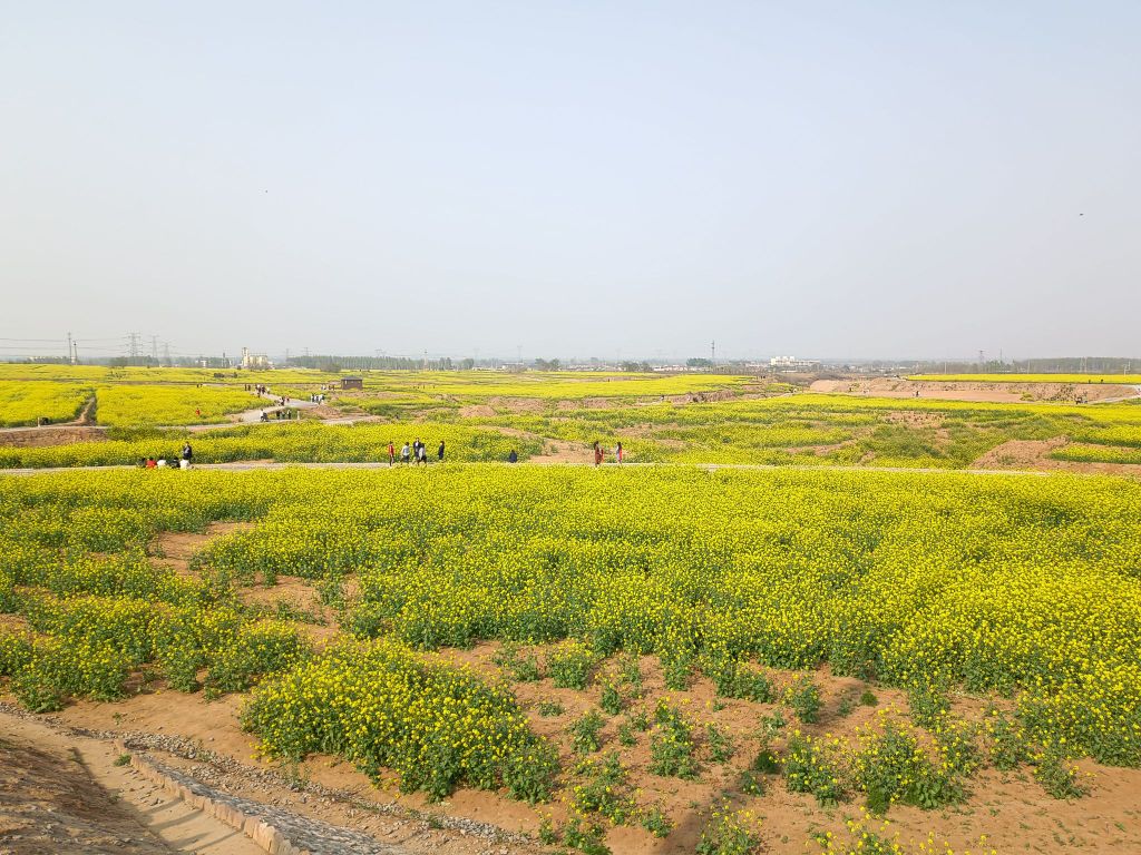 万亩油菜花观光园