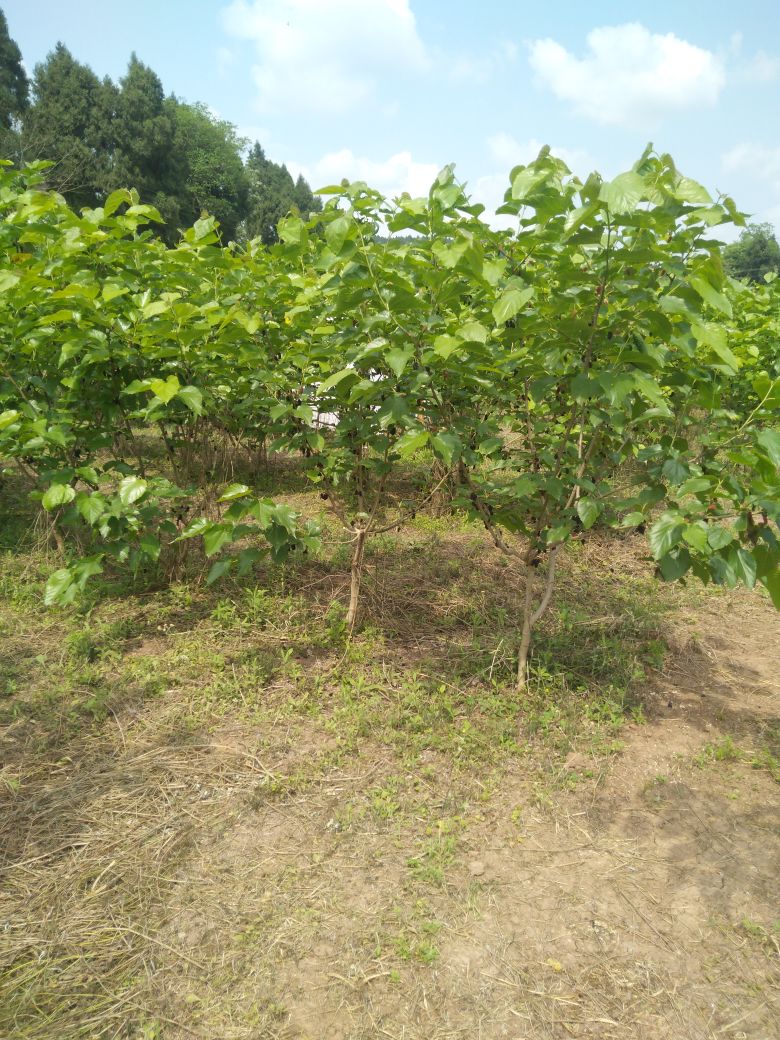 四川省资阳市乐至县高寺镇梨子湾村10组