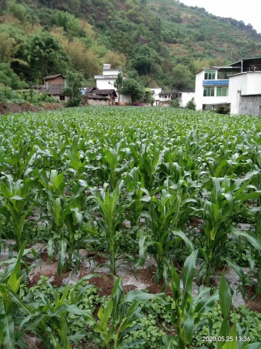 凉山彝族自治州盐源县