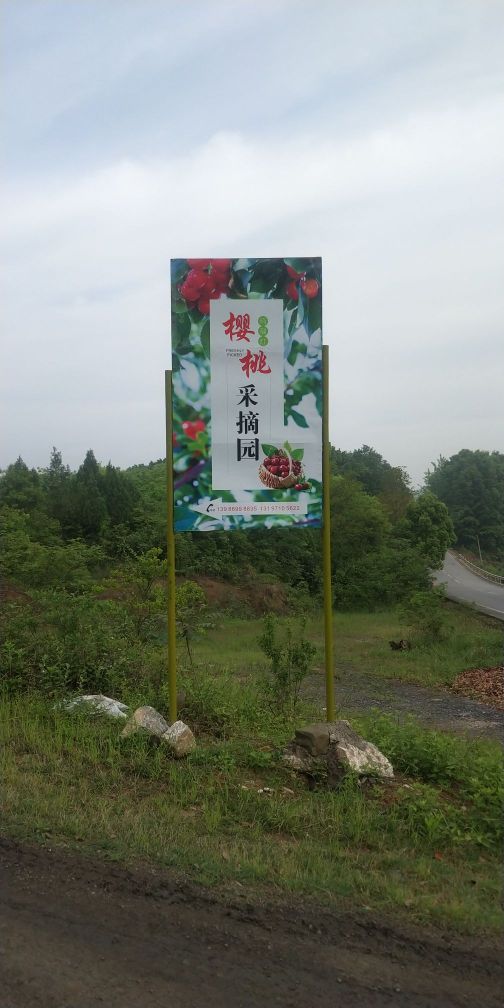 玛瑙红樱桃采摘园