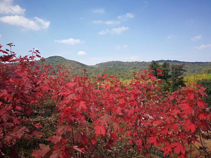 石龙镇张湾村