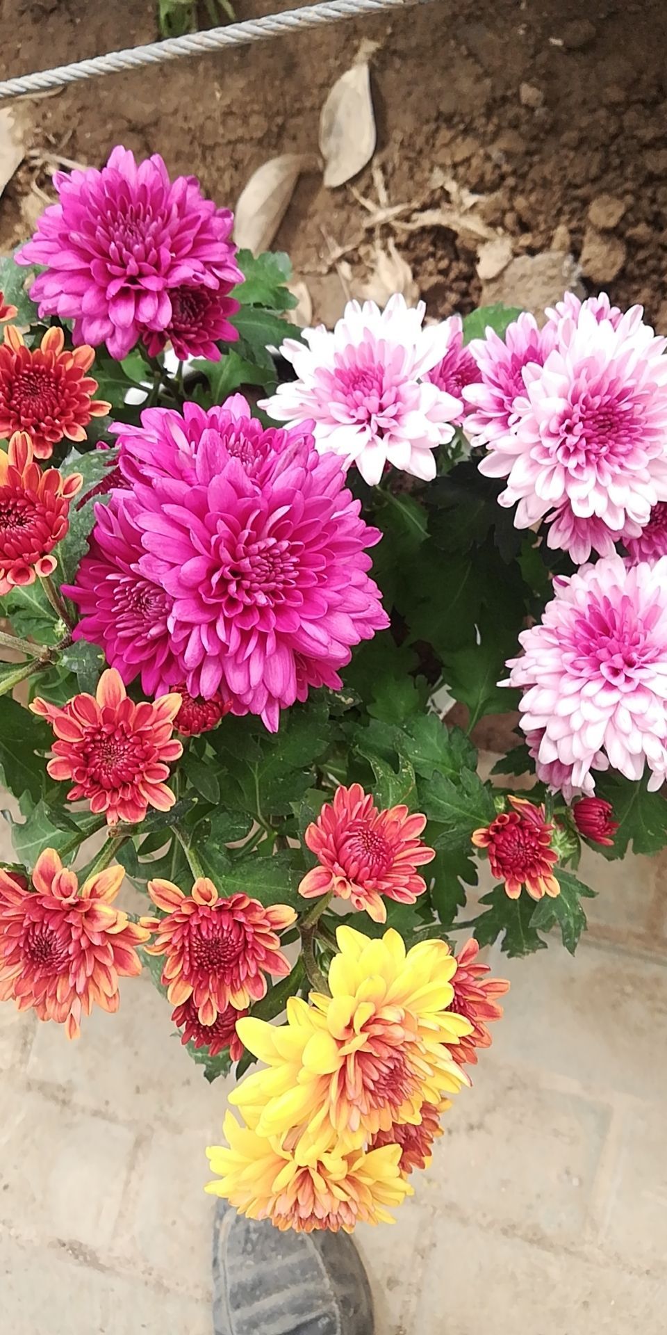 农业生态示范观光区