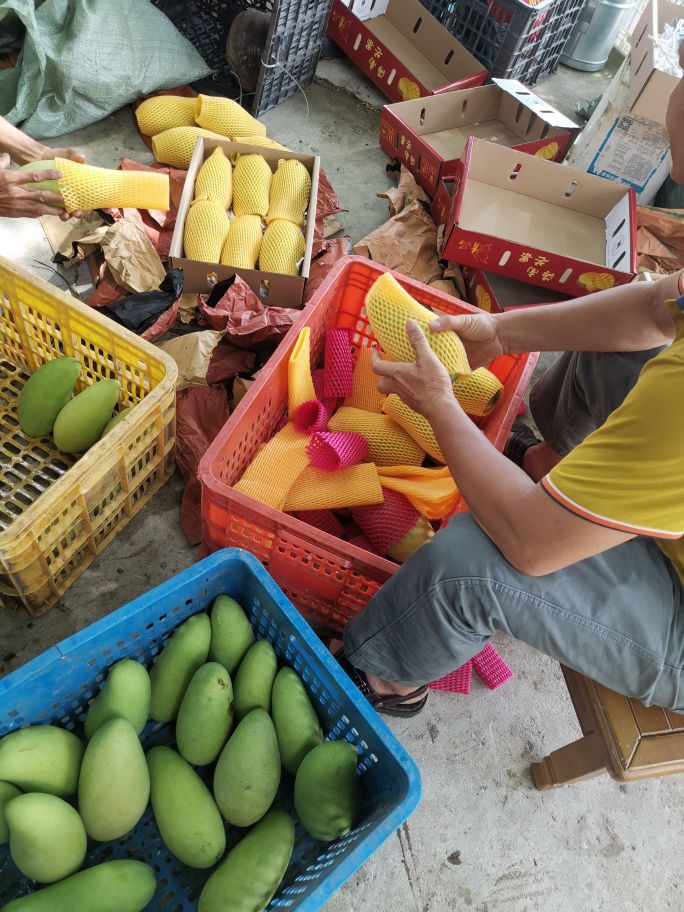 陵水黎族自治县光坡镇武山村刘氏芒果园