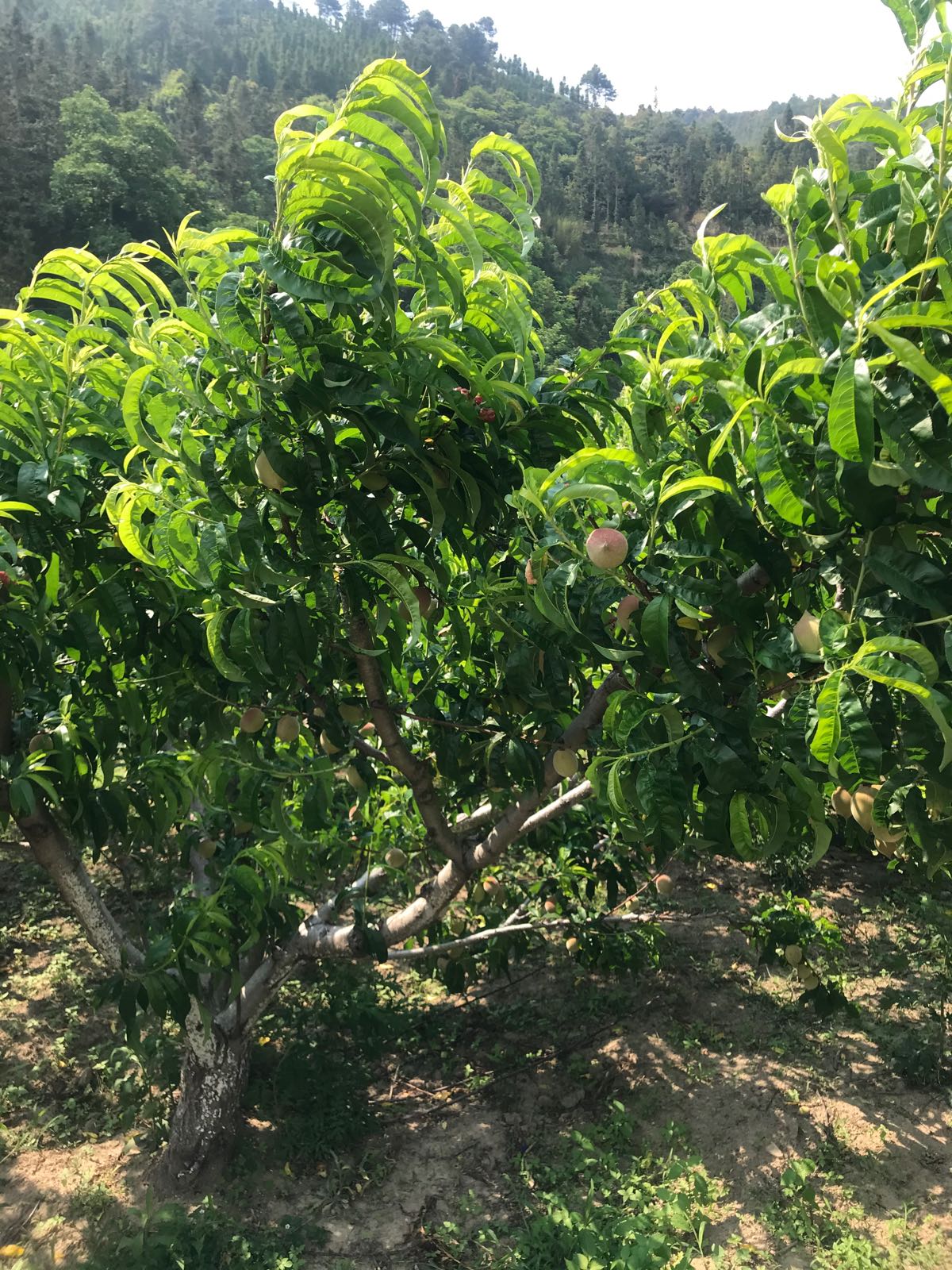 云南省红河哈尼族彝族自治州个旧市鸡街镇邦干新寨村