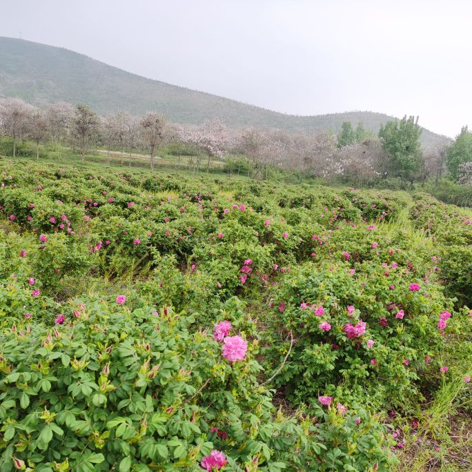 蒋疃村