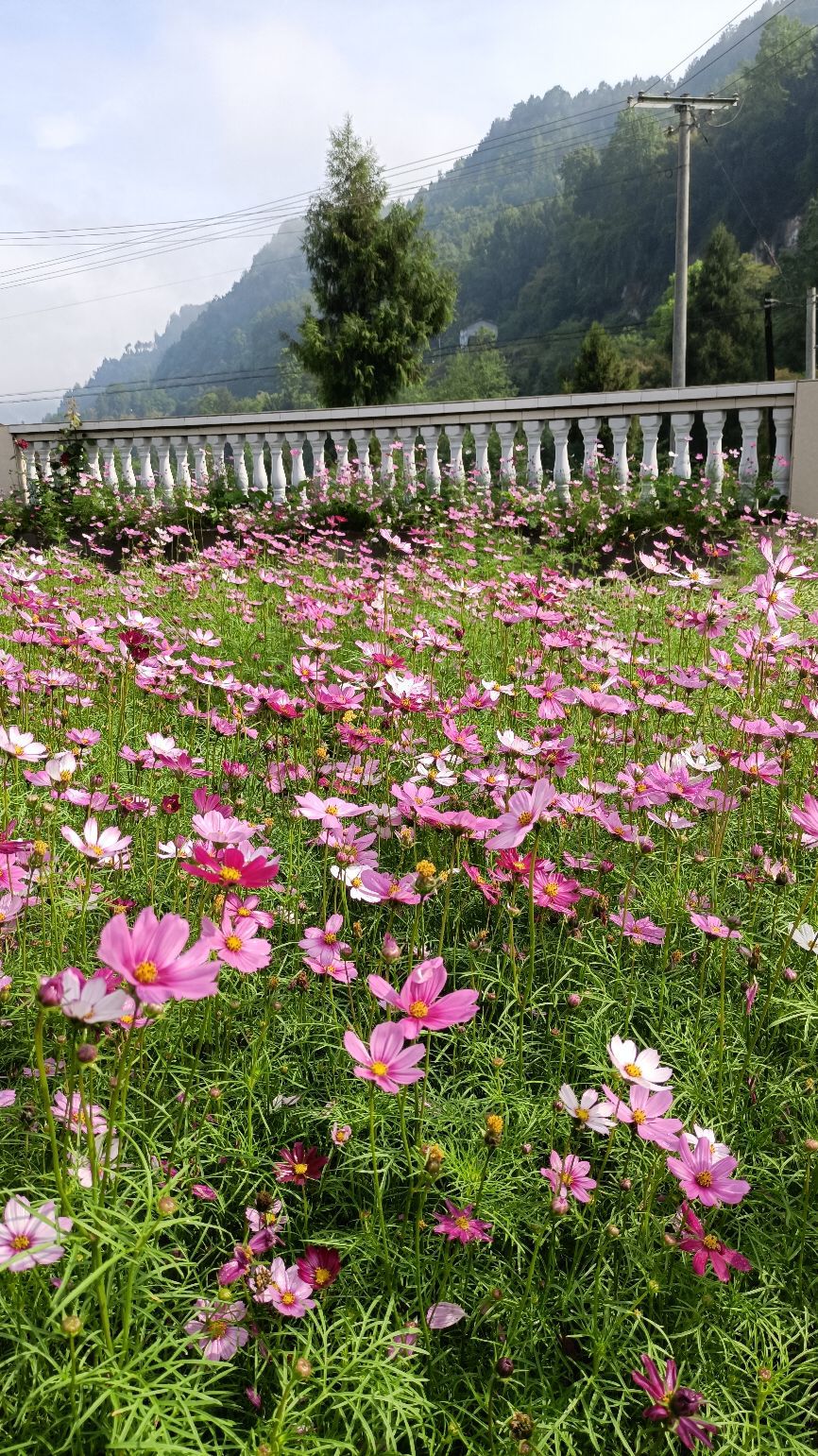茶园沟蔚然花海景区