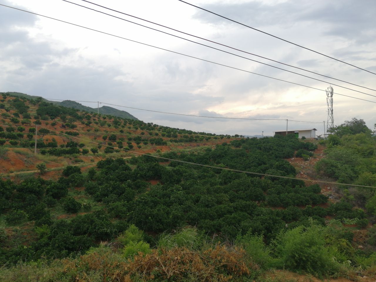 建水县跃辉种植园