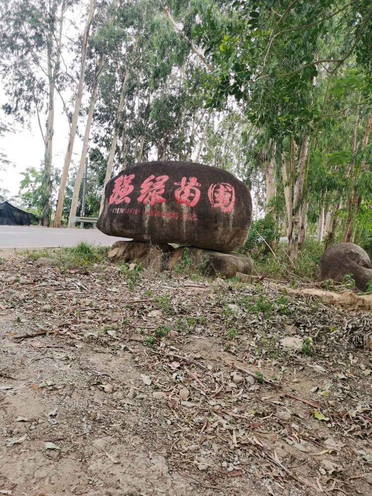 乐东尖峰强绿苗圃