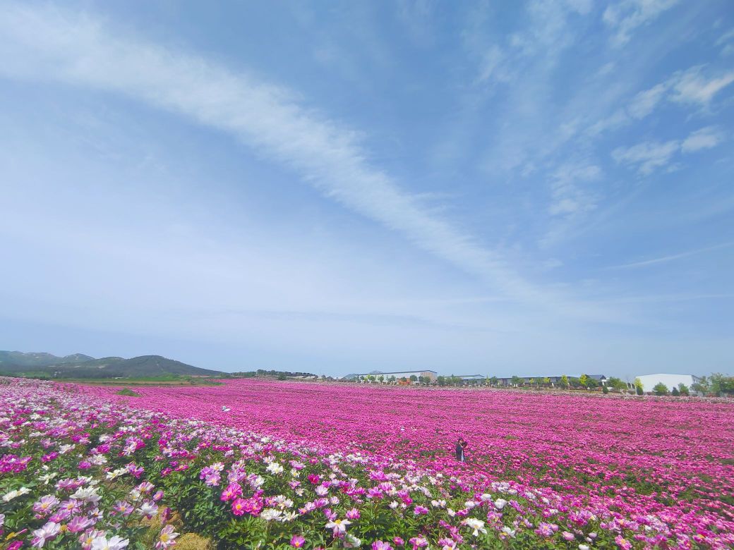 确山王咖芍药花海