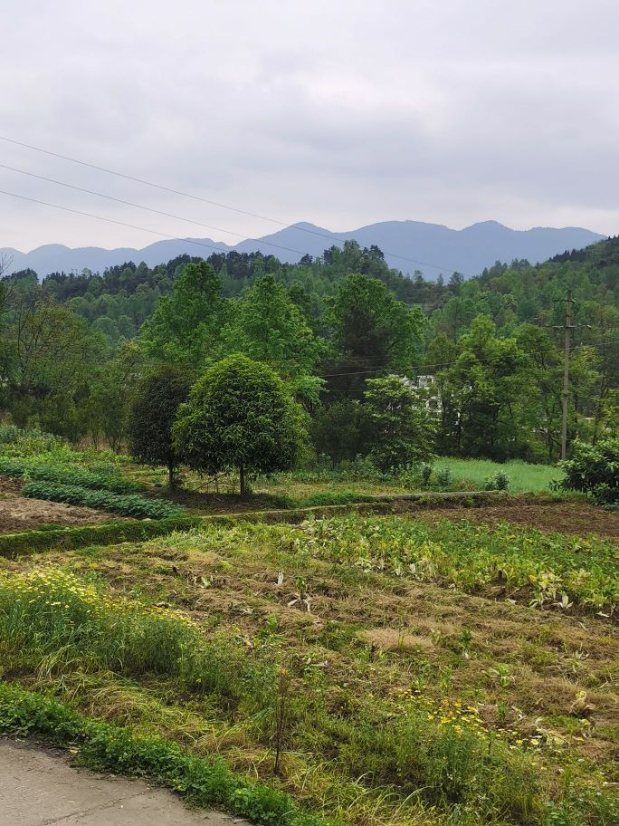 张家界市桑植县三零五省道