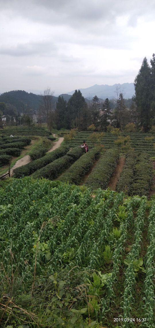 上挂塘茶园旅游景区