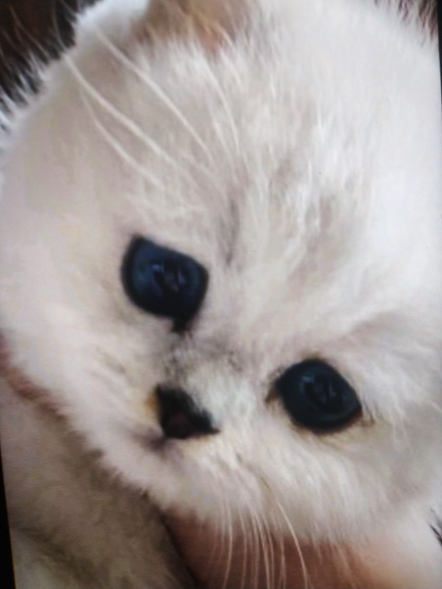 哆啦咪宠物猫舍(之心城店)