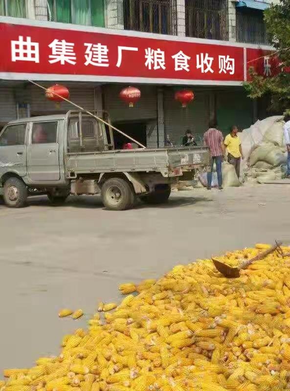 区集建厂粮食收购