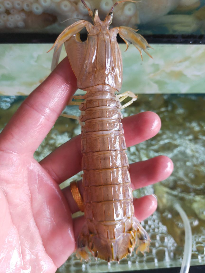 连云港海鲜
