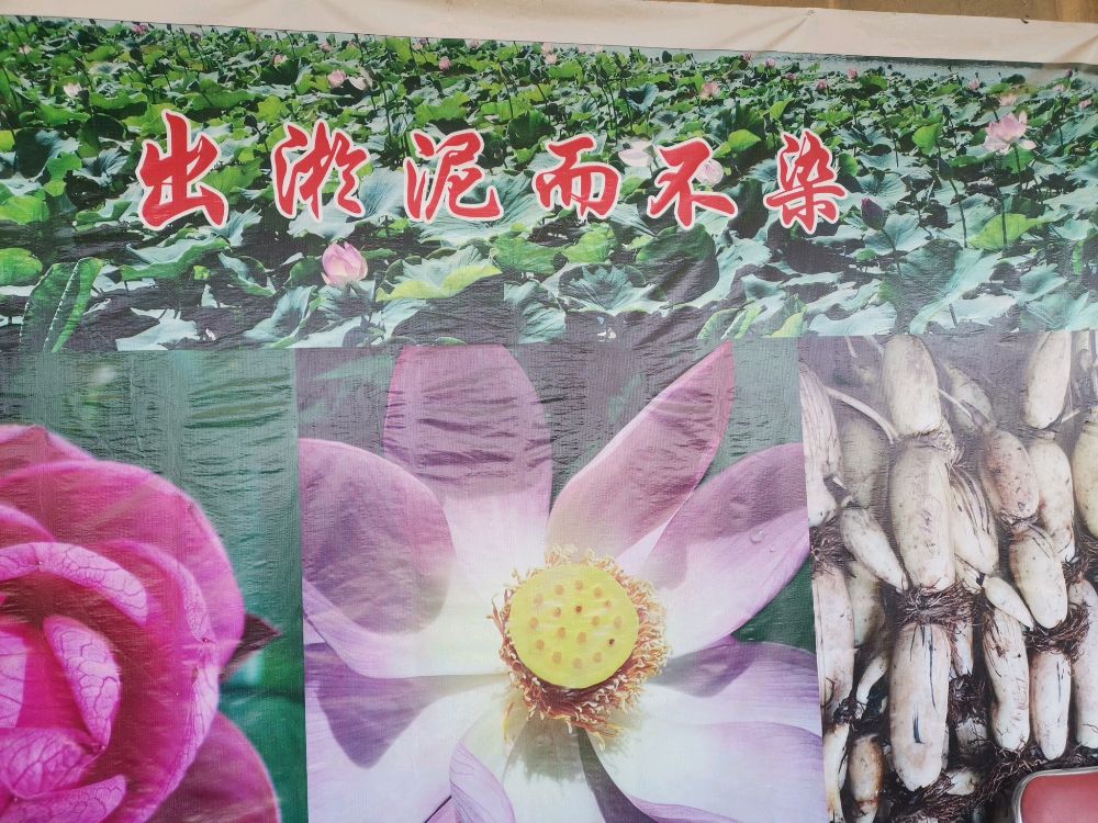 南湖水正华水产