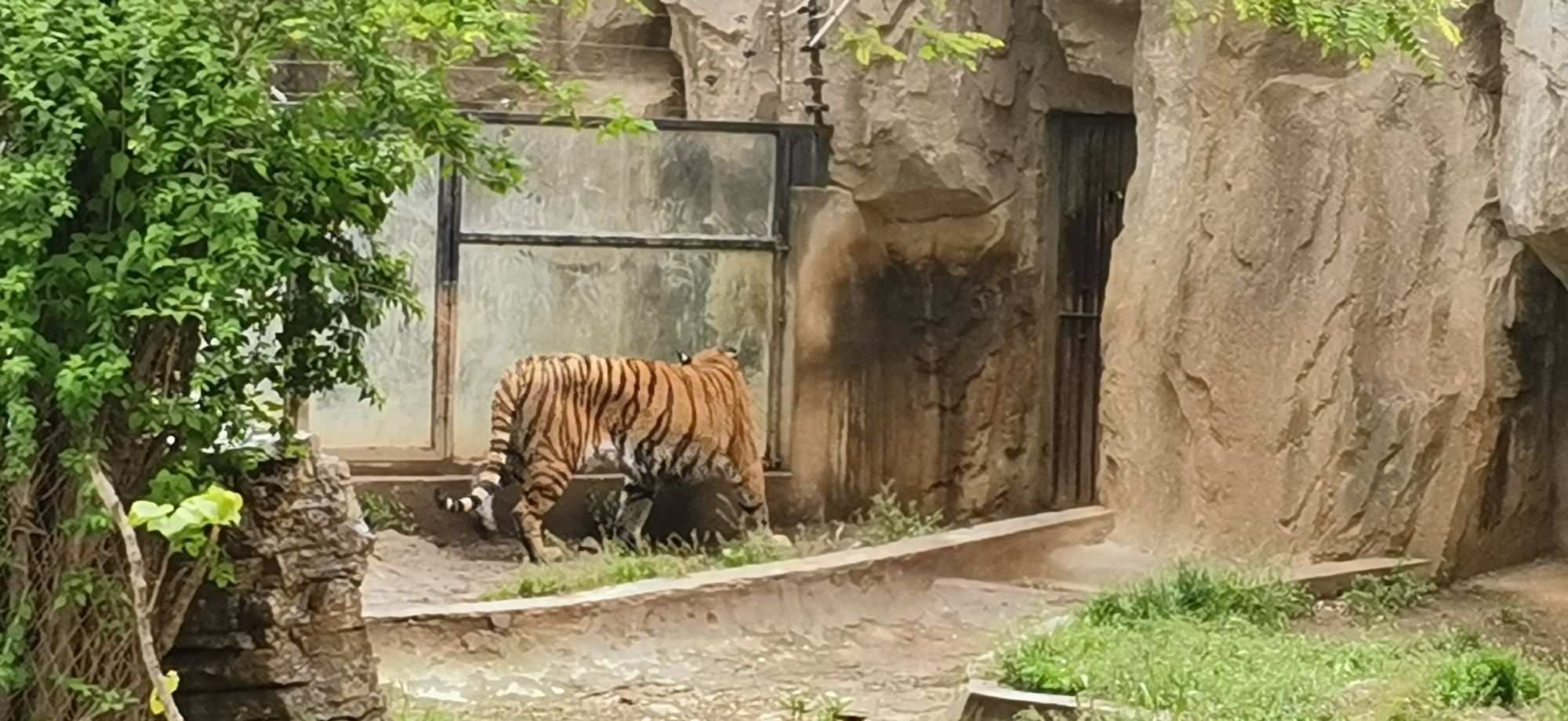 怎麼去,怎麼走): 煙臺市芝罘區環山路南山溝1號南山公園動物園大猛獸