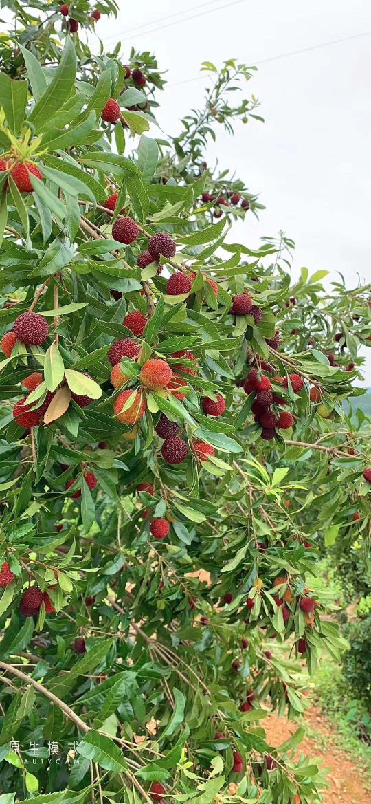 南宁市良庆区那马镇那禾三月杨梅采摘园