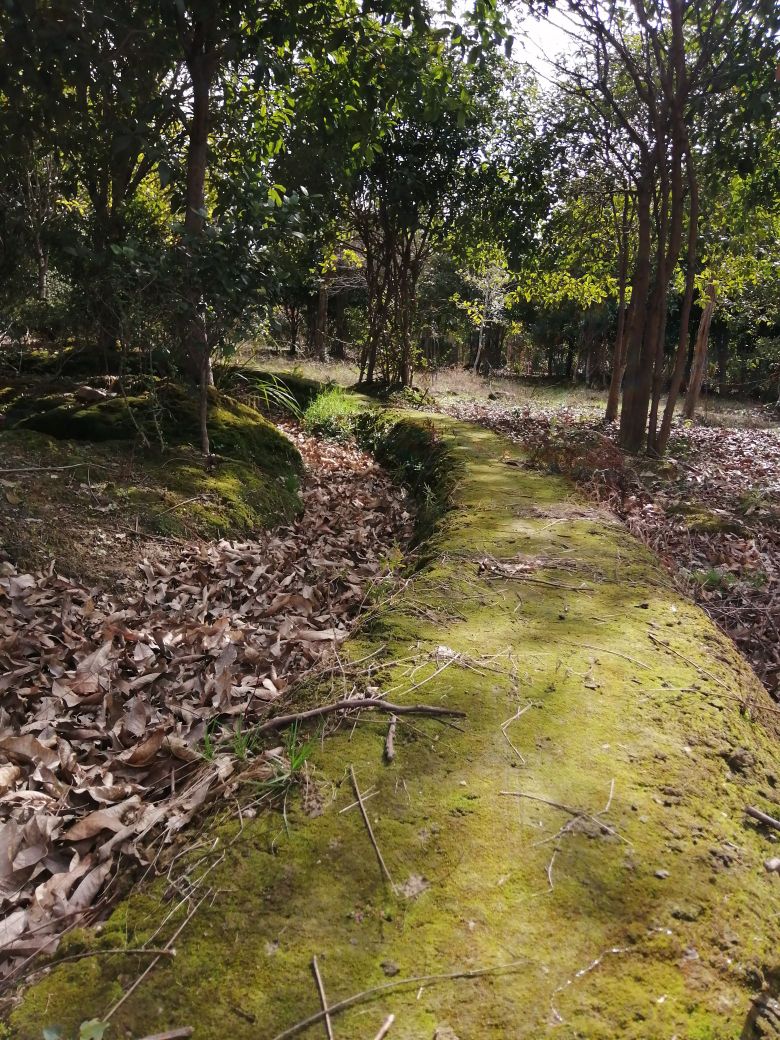 吉水县吉美植物园