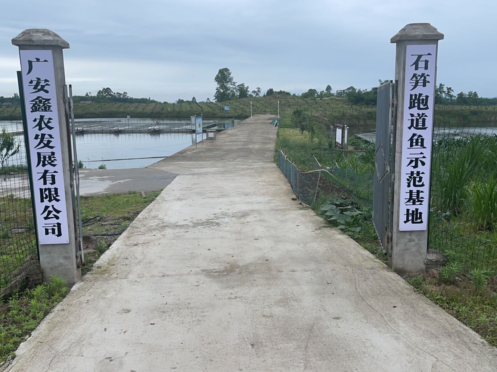 广安鑫农石笋跑道鱼基地