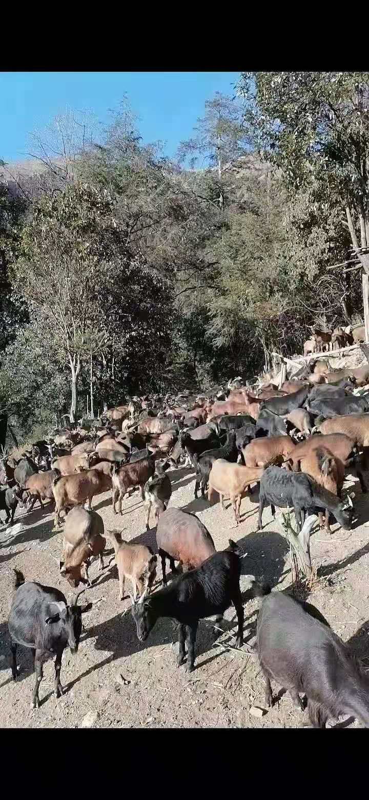 兰坪兔峨温润羊肉汤