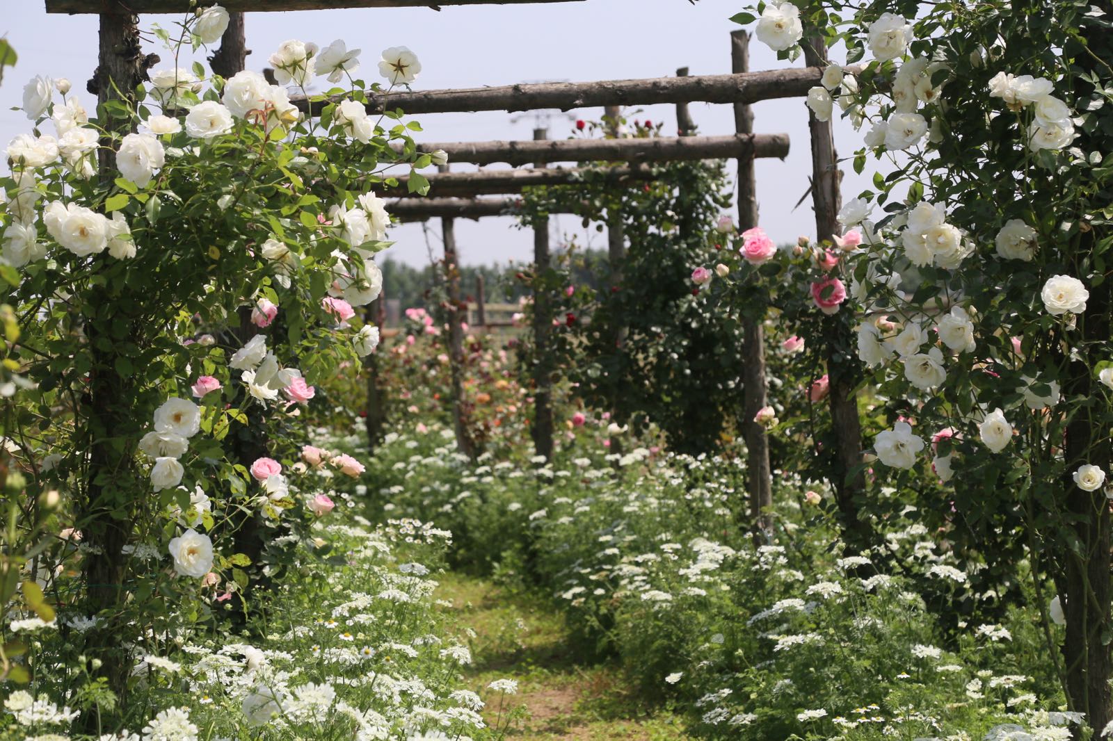 潜江市西西花园农场