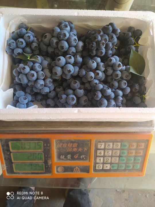 太原市太城农庄蓝莓庄园
