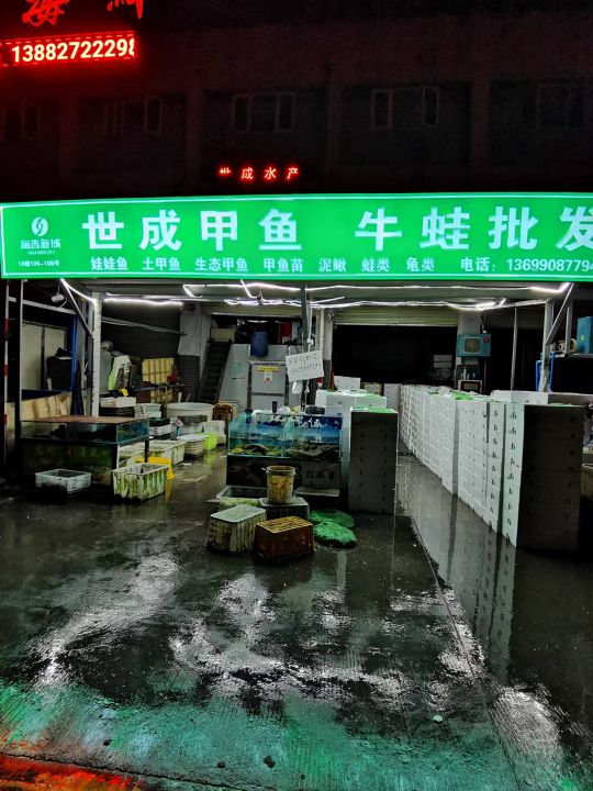 世成甲鱼牛蛙批发