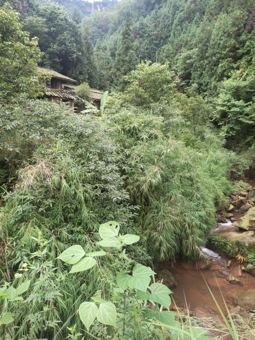 眉山市洪雅县雅安--洪雅东岳