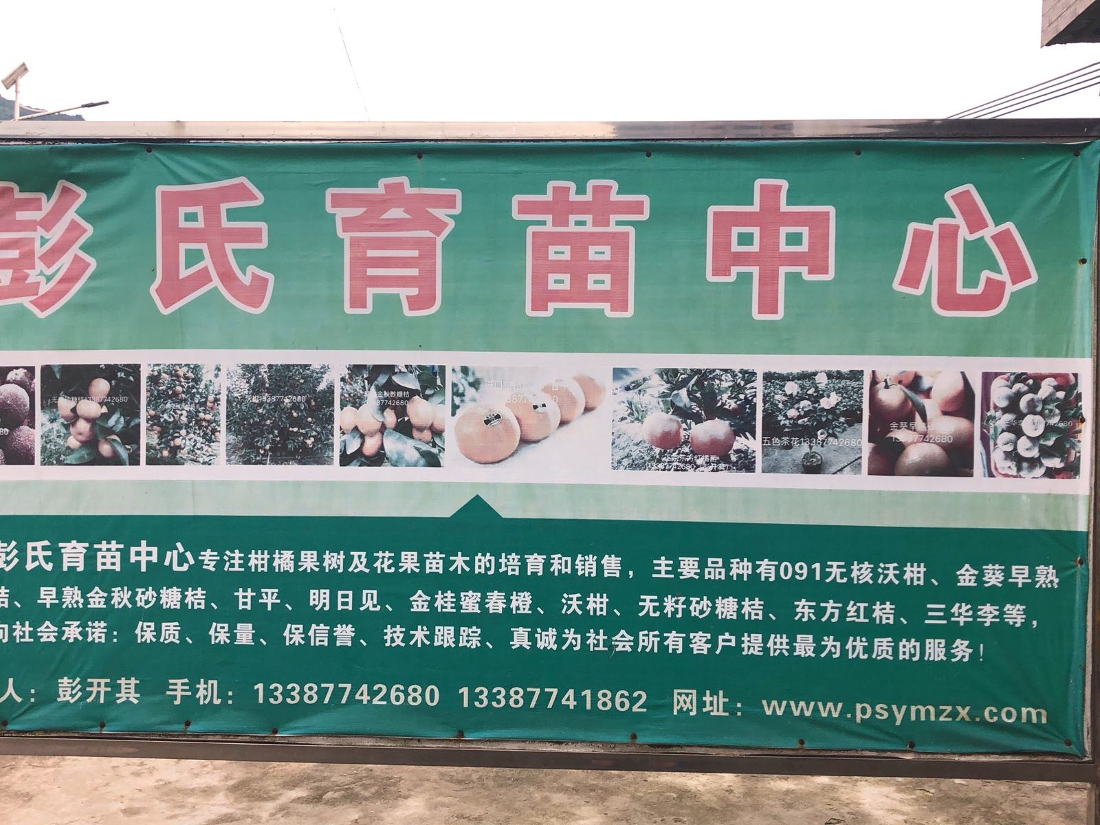 彭氏彩叶桂发展育苗场