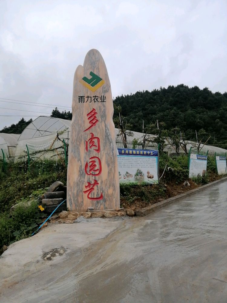 雨力多肉植物