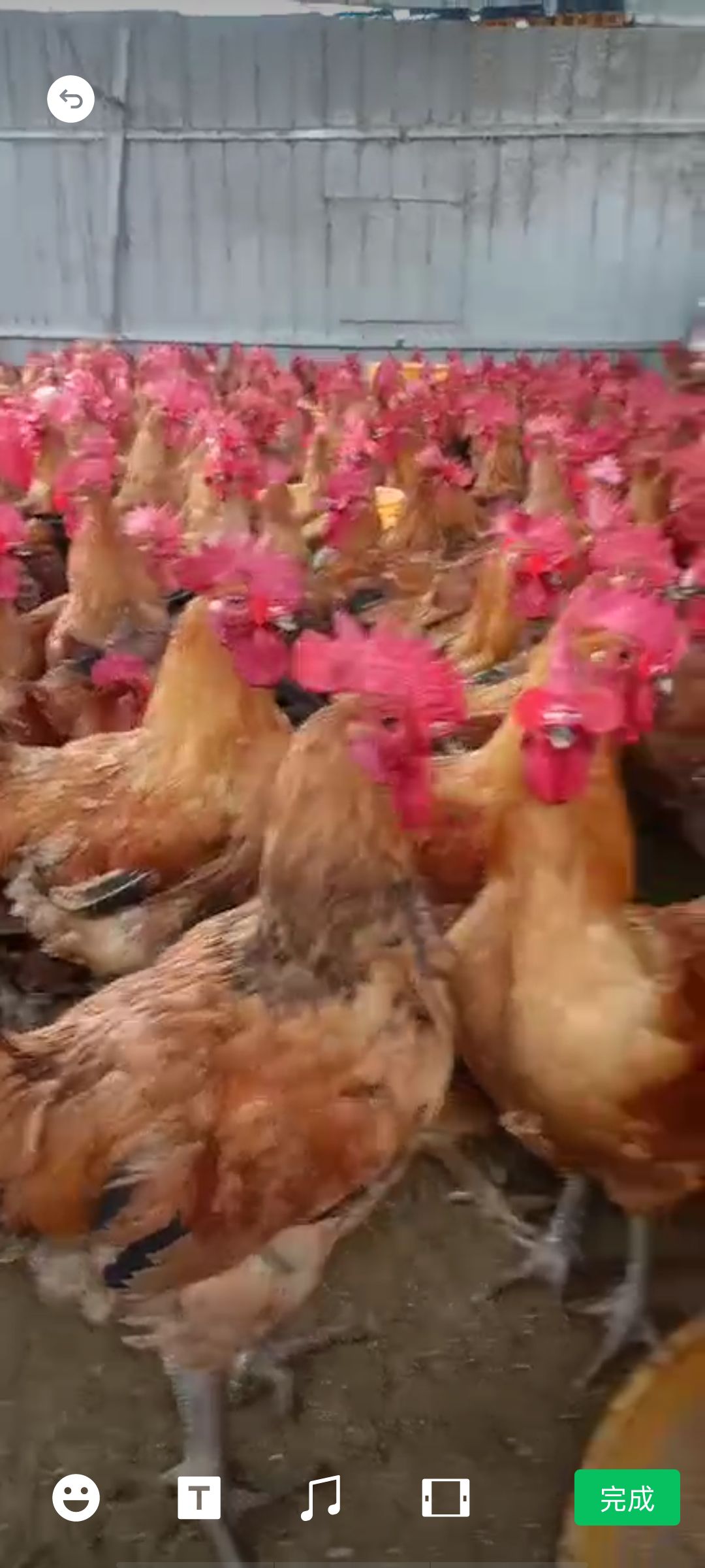 巫溪县瑞成家禽批发中心