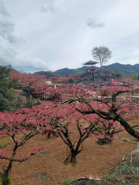 上坪镇小水村百亩桃园基地