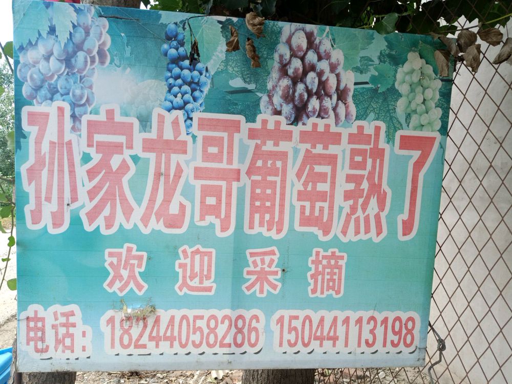 孙家龙哥葡萄园