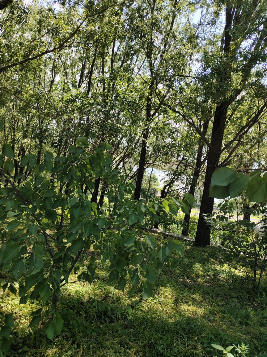 野草河湿地风景区图片