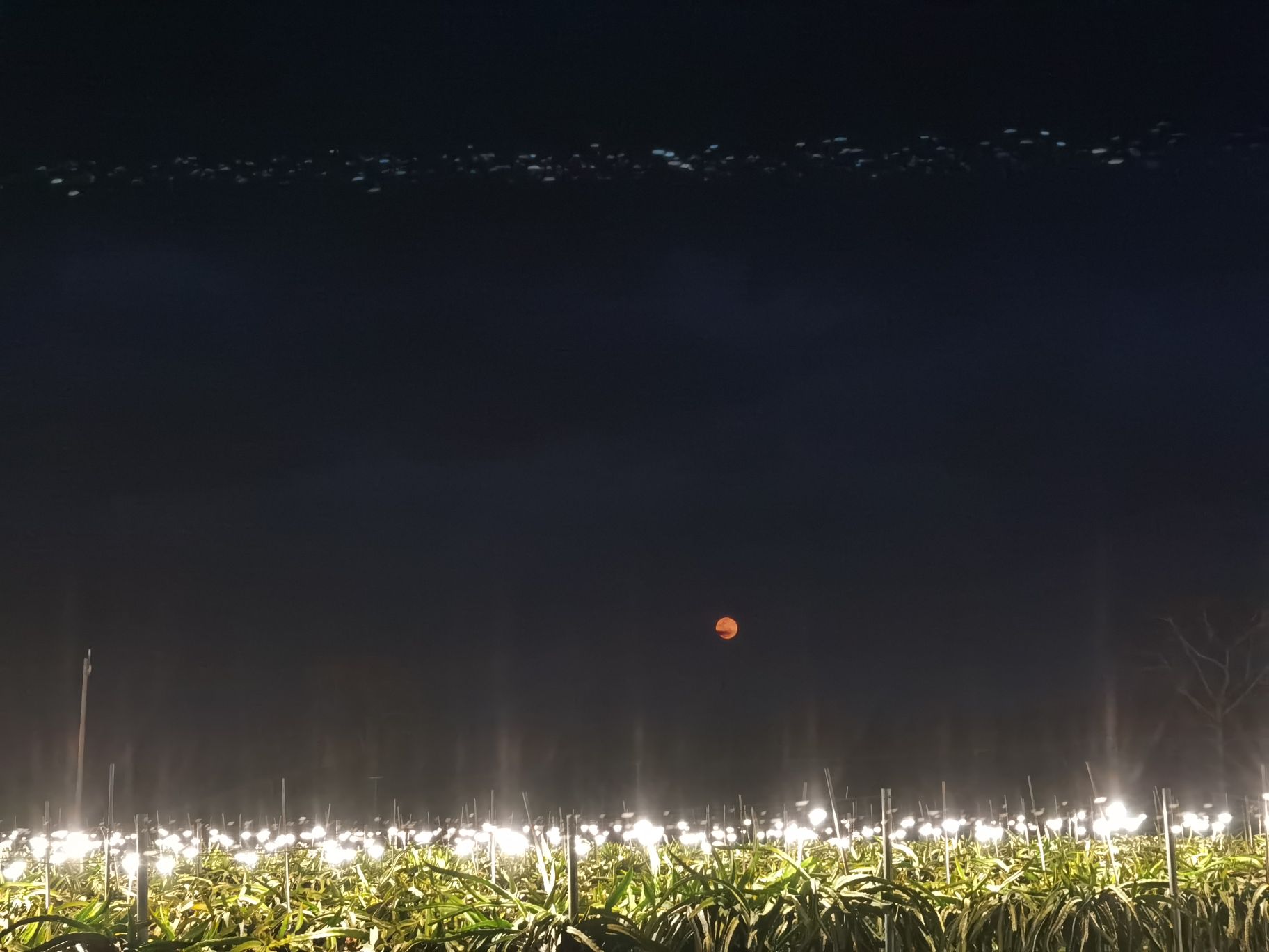 海南亿硕农业道汉火龙果基地